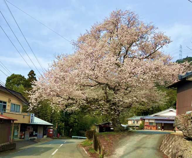 越畑自治会館前の桜