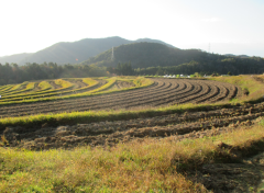 稲刈り後の棚田