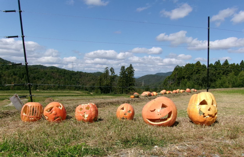 圧縮済　かぼちゃ写真