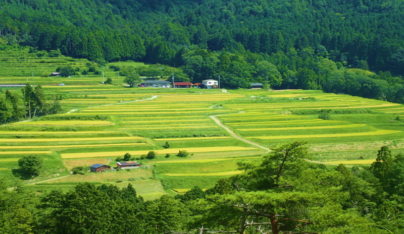 竹灯籠_写真2